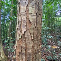 Anthoshorea stipularis (Thwaites) P.S.Ashton & J.Heck.